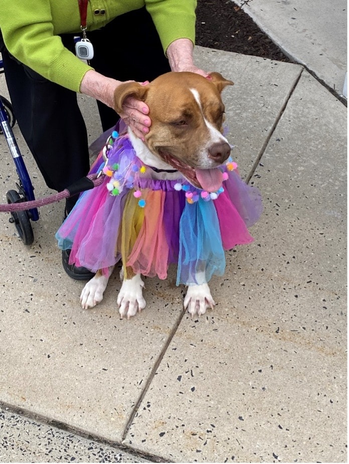 Cadie the dog at a recent dog parade | DiSandro & Malloy, P.C.
